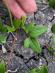 Clematis pitcheri pitcheri
