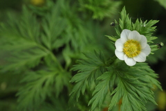 Adonis davidii