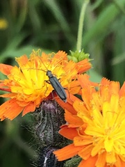 Oedemera lurida lurida