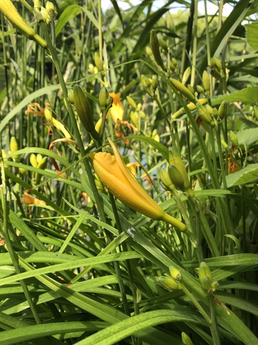 Hemerocallis lilioasphodelus iNat (3)