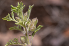 Teucrium botrys