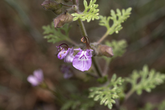 Teucrium botrys