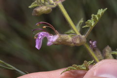Teucrium botrys