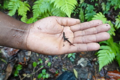 Sphaerodactylus vincenti