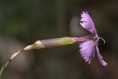Dianthus