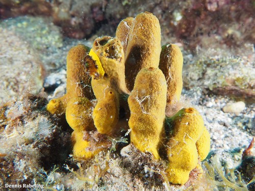 Gold Sponge, photo 3 of 8