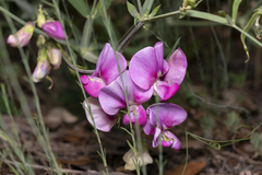Lathyrus latifolius