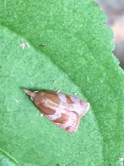 Cenopis diluticostana