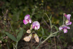 Lathyrus latifolius