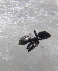 Technomyrmex albipes