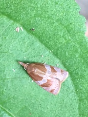 Cenopis diluticostana