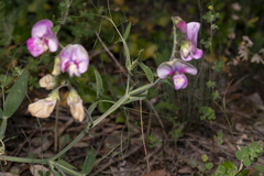 Lathyrus latifolius