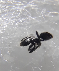 Technomyrmex albipes