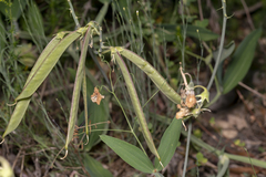 Lathyrus latifolius