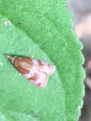 Cenopis diluticostana