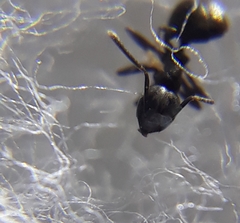 Technomyrmex albipes