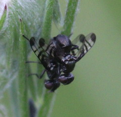 Rivellia syngenesiae