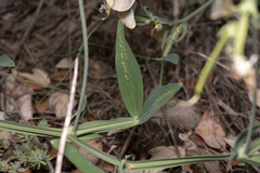 Lathyrus latifolius