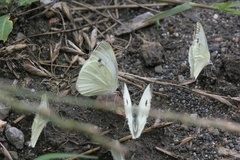 Pieris napi meridionalis