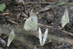 Pieris napi meridionalis