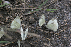 Pieris napi meridionalis