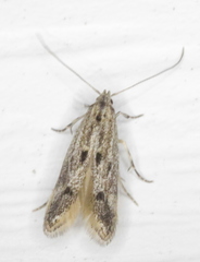 Blastodacna bicristatella
