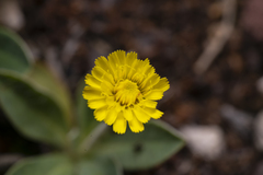 Pilosella officinarum