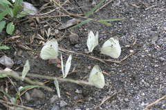 Pieris napi meridionalis