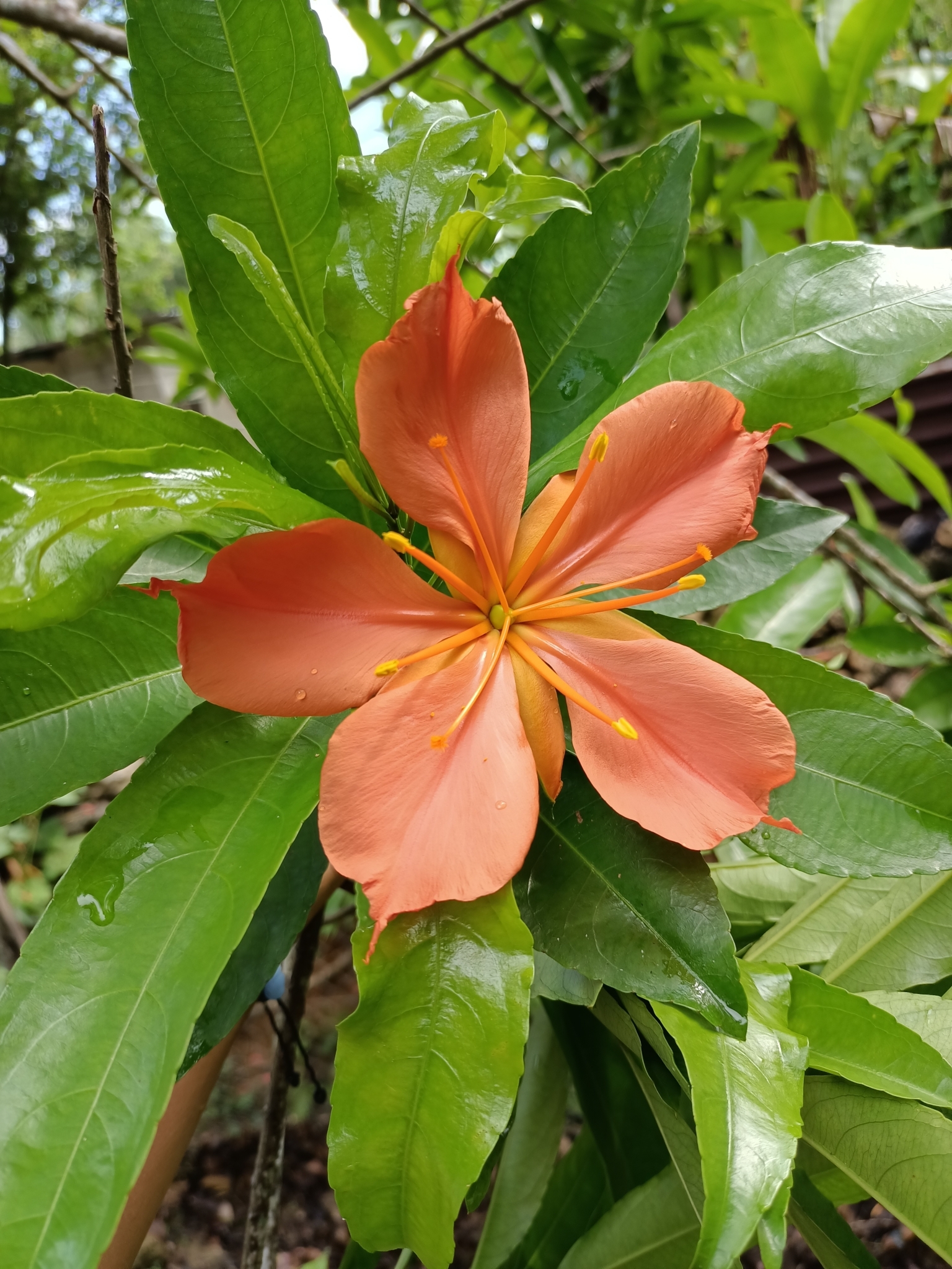 Imagem de Flor-de-maio