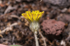 Pilosella officinarum