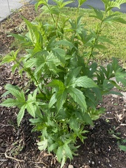 Filipendula ulmaria