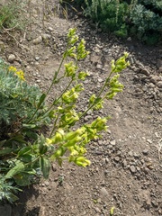 Silene latifolia alba