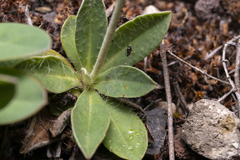 Pilosella officinarum