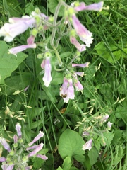 Penstemon