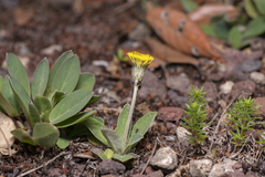 Pilosella officinarum