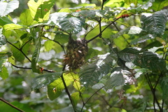 Vireo altiloquus