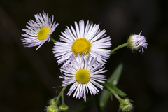 Erigeron annuus