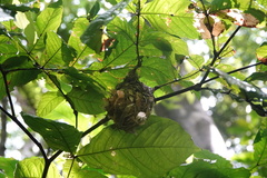 Vireo altiloquus