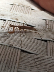 Musonia remota