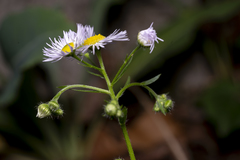 Erigeron annuus