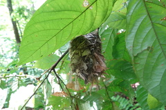 Vireo altiloquus