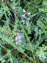 Vicia sylvatica