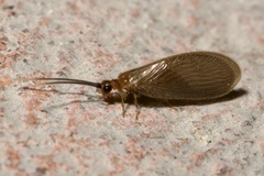 Sisyra terminalis