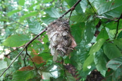 Vireo altiloquus