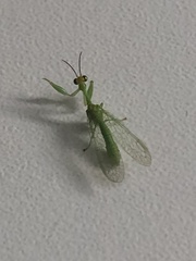 Zeugomantispa virescens