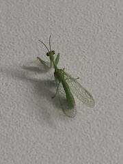 Zeugomantispa virescens