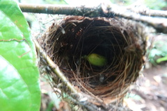 Vireo altiloquus