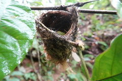 Vireo altiloquus