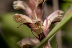 Orobanche
