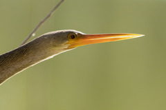 Anhinga anhinga